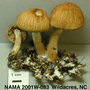 North American Mycological Association Foray : specimen # NAMA 2001W-083