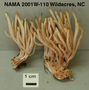 North American Mycological Association Foray : specimen # NAMA 2001W-110