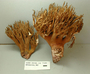 North American Mycological Association Foray : specimen # NAMA 2001W-112
