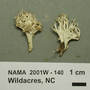 North American Mycological Association Foray : specimen # NAMA 2001W-140