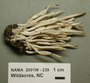 North American Mycological Association Foray : specimen # NAMA 2001W-239
