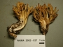 North American Mycological Association Foray : specimen # NAMA 2002-037