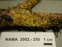 North American Mycological Association Foray : specimen # NAMA 2002-250