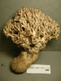 North American Mycological Association Foray : specimen # NAMA 2002-278