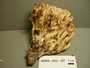 North American Mycological Association Foray : specimen # NAMA 2002-297