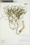 Gymnophyton foliosum Phil., Chile, M. O. Dillon 5149, F
