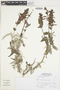 Salvia lanicaulis Epling & Játiva, Peru, A. Sagástegui A. 16982, F
