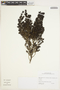 Arcytophyllum Willd. ex Schult. & Schult. f., Peru, I. M. Sánchez Vega 11023, F