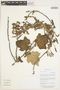 Ribes cf. andicola Jancz., Peru, M. Weigend 2000/760, F