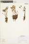 Saxifraga magellanica Poir., Peru, A. Sagástegui A. 17015, F