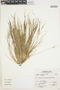 Aristida chiclayensis Tovar, Peru, A. Sagástegui A. 16139, F