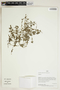 Herbarium Sheet V0414829F