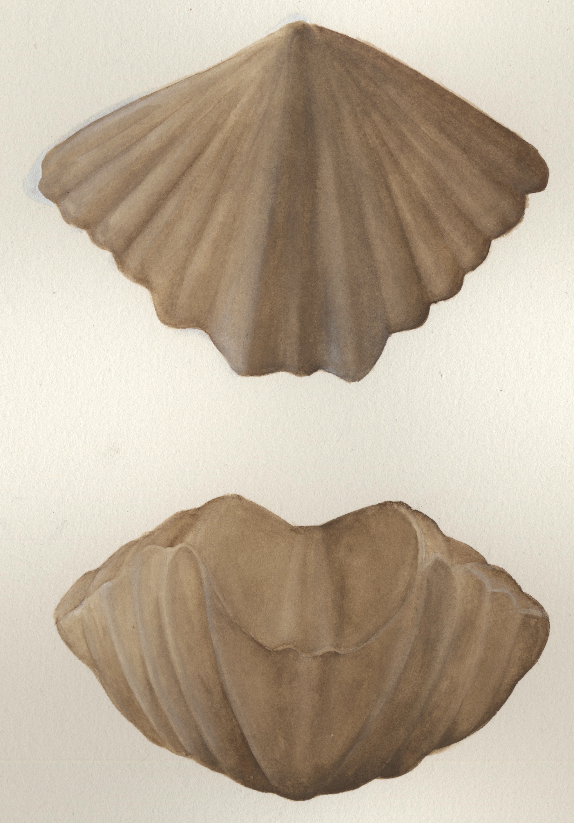 Scientific illustration by Monica Jurik of a Spiriferid brachiopod  based on Howellella sp.   from Chicago and Wisconsin. Common Silurian level bottom community brachiopod from the Chicago - Milwaukee area. The illustration is a water color based on specimens in our collections.