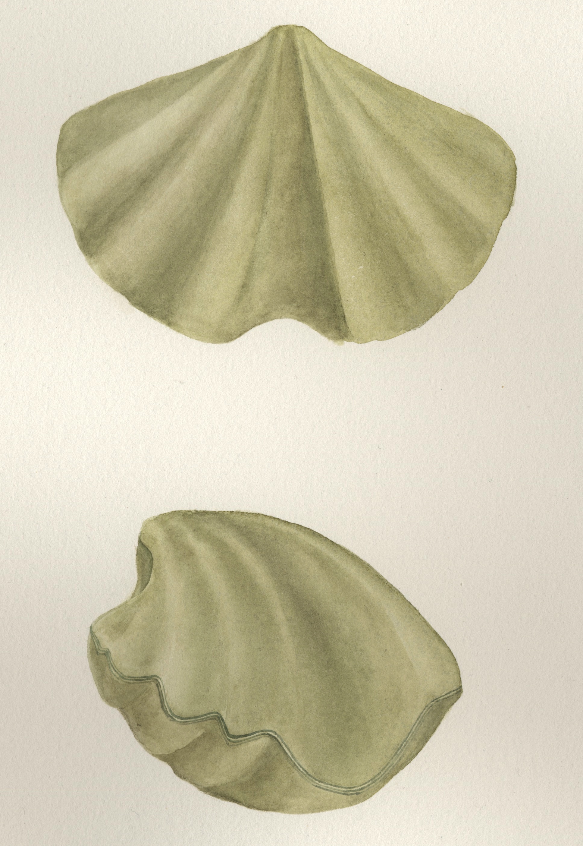 Scientific illustration by Monica Jurik of a Spiriferid brachiopod  based on Janius nobilis from Chicago and Wisconsin. Common Silurian level bottom community brachiopod from the Chicago - Milwaukee area. The illustration is a water color based on specimens in our collections.