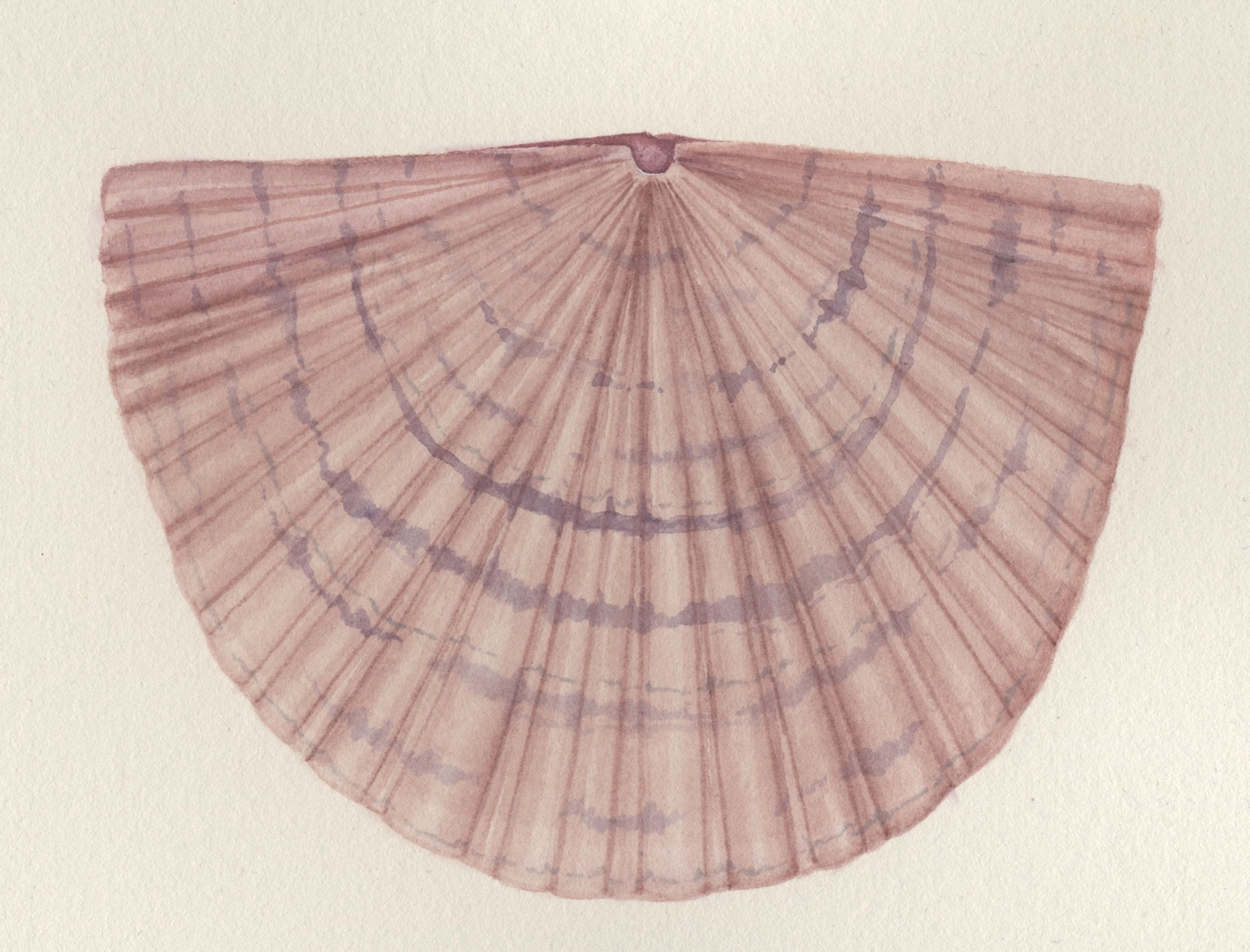 Scientific illustration by Monica Jurik of a Strophomenid brachiopod  based on Dolerorthis sp. from Chicago and Wisconsin. Common Silurian level bottom community brachiopod from the Chicago - Milwaukee area. The illustration is a water color based on specimens in our collections.