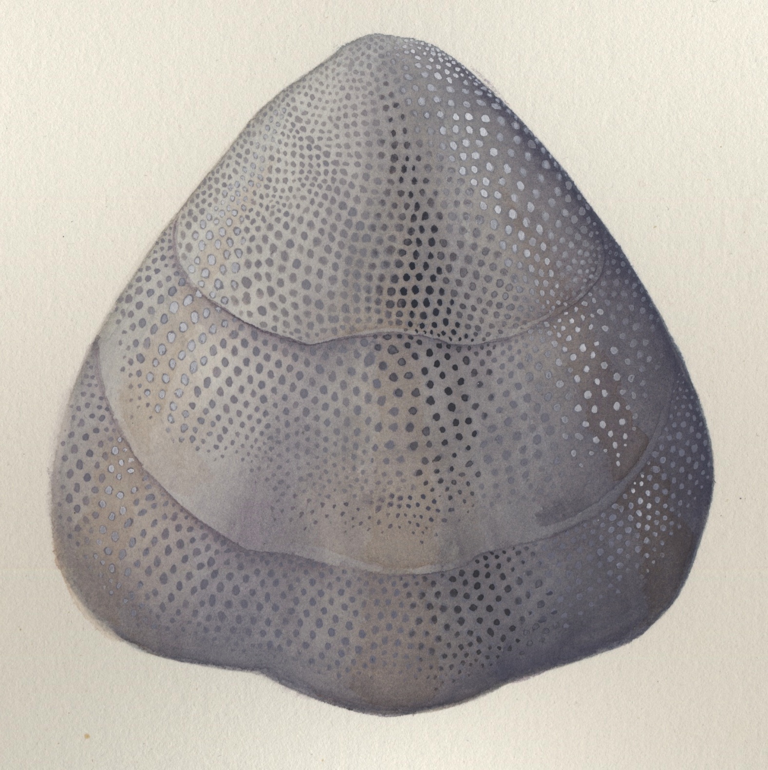 Scientific illustration by Monica Jurik of a brachiopod  based on Dictyonella reticulata from Chicago and Wisconsin. Common Silurian level bottom community brachiopod from the Chicago - Milwaukee area. The illustration is a water color based on specimens in our collections.