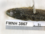 FMNH 3867