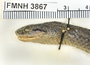 FMNH 3867