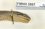 FMNH 3867