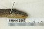 FMNH 3867