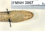 FMNH 3867