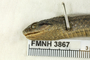 FMNH 3867