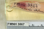 FMNH 3867