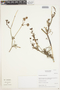 Eremocharis fruticosa Phil., Chile, M. O. Dillon 8151, F