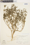 Cyclospermum laciniatum (DC.) Constance, Peru, A. Sagástegui A. 7893, F