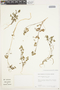 Cyclospermum laciniatum (DC.) Constance, Peru, L. Bernardi 16105, F