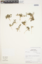 Cyclospermum laciniatum (DC.) Constance, Peru, M. O. Dillon 3819, F