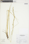 Poaceae, Peru, A. Sagástegui A. 16434, F