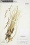 Poaceae, Peru, S. Leiva G. 2525, F