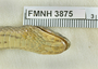 FMNH 3875