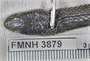 FMNH 3879