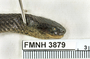 FMNH 3879