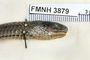 FMNH 3879