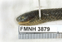 FMNH 3879