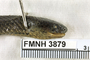 FMNH 3879