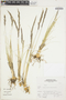Poaceae, Peru, A. Sagástegui A. 16567, F