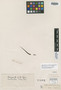 Vittaria gardneria Fée, BRAZIL, G. Gardner 147, Isolectotype, F