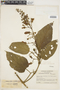 Amphilophium macrophyllum Kunth, Colombia, J. Cuatrecasas 8199, F
