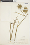 Amphilophium macrophyllum Kunth, Colombia, J. Cuatrecasas 1908, F