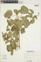Amphilophium mutisii Kunth, Paraguay, E. Bordas 4383, F