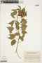 Amphilophium paniculatum (L.) Kunth, Venezuela, J. A. Steyermark 99160, F