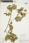 Amphilophium paniculatum (L.) Kunth, Paraguay, J. Conrad 2190, F