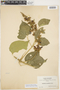 Amphilophium paniculatum (L.) Kunth, Bolivia, N. L. Britton 1739, F