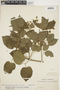 Amphilophium paniculatum (L.) Kunth, Venezuela, H. F. Pittier 12456, F