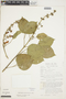 Amphilophium paniculatum (L.) Kunth, Peru, J. Schunke Vigo 6858, F