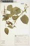 Amphilophium paniculatum (L.) Kunth, Brazil, G. G. Hatschbach 58650, F